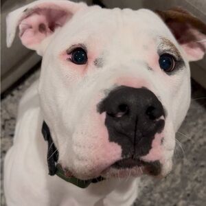 Meet your Posher, Sermilid